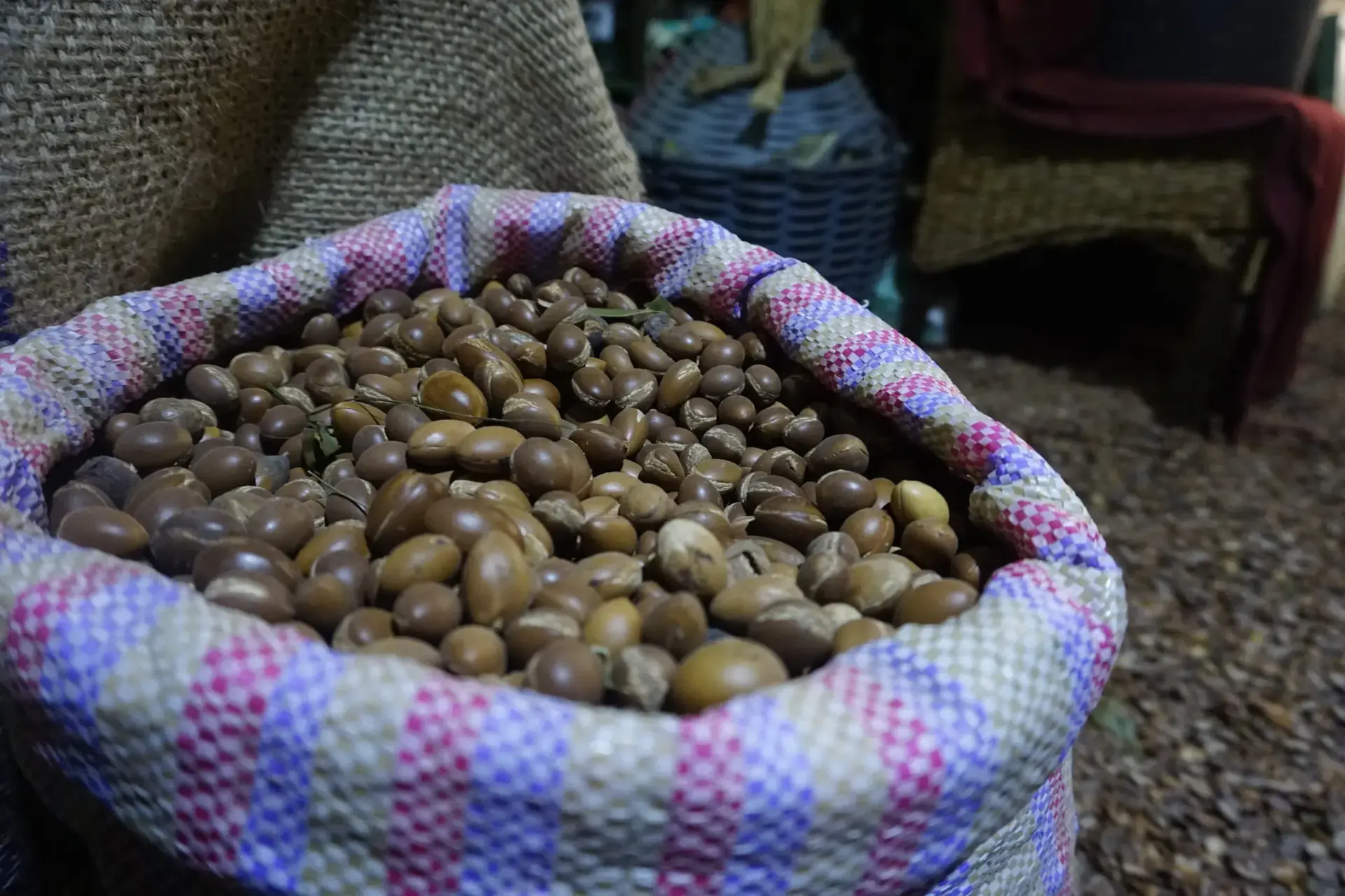 Argan Oil Producing Stage