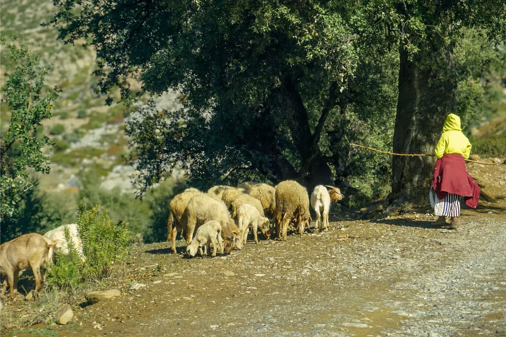 Rif Mountains Hike & Cheese Making Workshop from Chefchaouen - Gallery