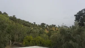 Gallery Thumbnail 7