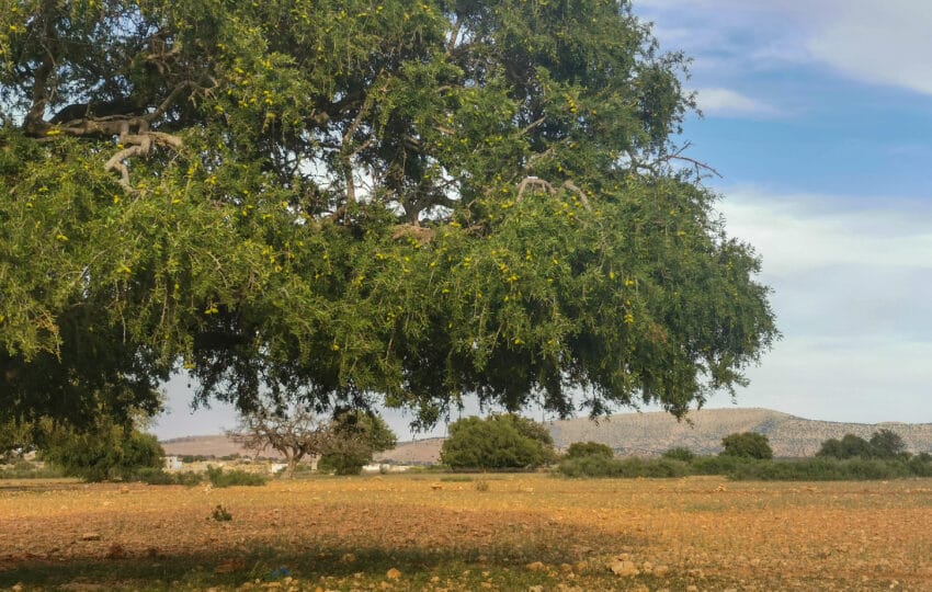 argan oil essaouira,essaouira experiences,argan oil workshop morocco,authentic morocco tour,berber culture essaouira,essaouira nature walk,essaouira argan forest,sugar refinery essaouira ruins,make your own argan oil,cultural immersion essaouira,moroccan cosmetic argan oil,essaouira local guide,essaouira day trip,berber family experience morocco,traditional argan oil production