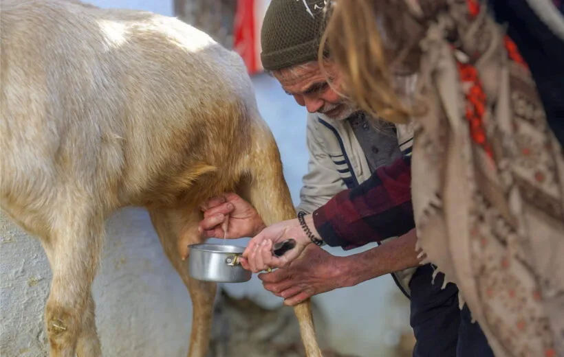 Atelier Fromage Jebala : Dégustez les Saveurs du Rif en Fermette près de Chefchaouen