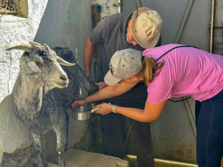 tourist and local moroccan man milking a goat to make cheese