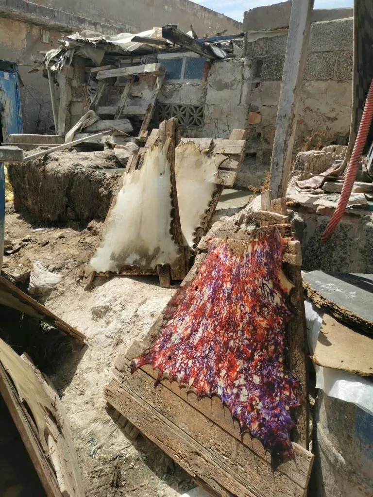 Brightly colored dyed goat skins drying on wooden frames in the raw, authentic yard of Essaouira's oldest tannery.